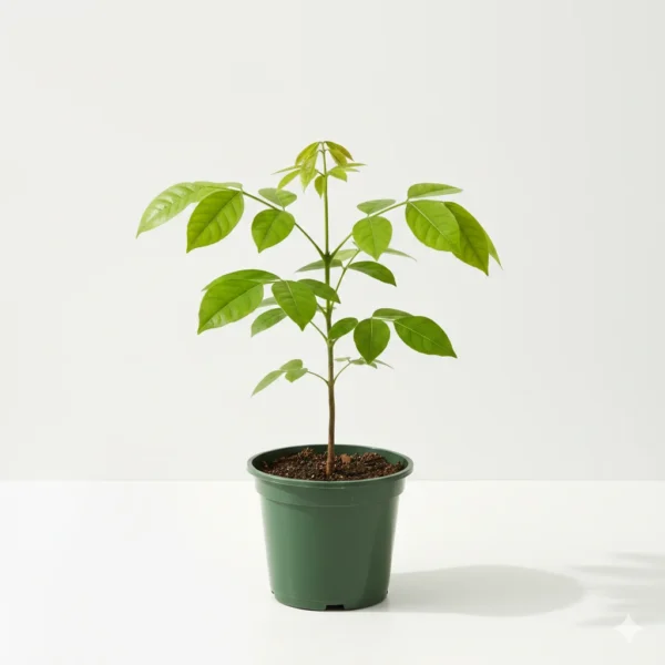 Crateva religiosa Varun medicinal tree plant in pot – Gayatri Nursery