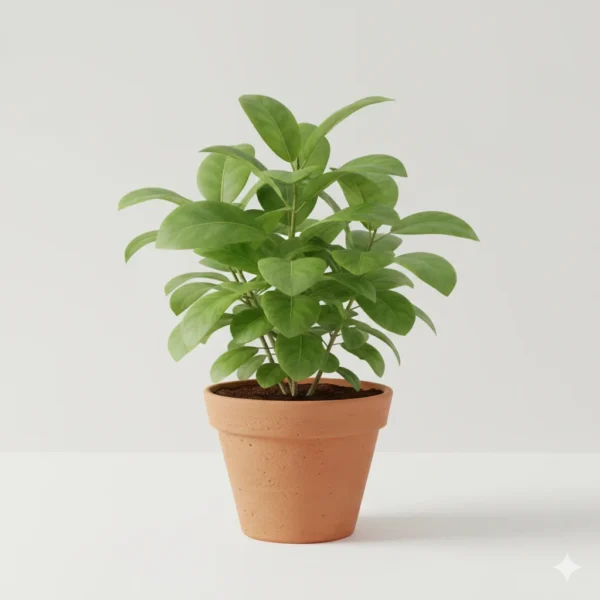 Justicia adhatoda Adulsa Vasaka medicinal plant in pot – Gayatri Nursery