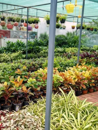 Outdoor plant collection at Gayatri Nursery Amravati with colorful foliage and potted plants.