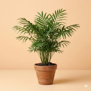 Chamaedorea palm indoor parlor plant in pot – Gayatri Nursery