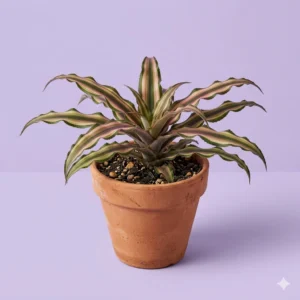 Cryptanthus bivittatus earth star plant colorful indoor plant in pot – Gayatri Nursery