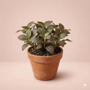 Fittonia nerve plant colorful indoor plant with vein patterned leaves – Gayatri Nursery