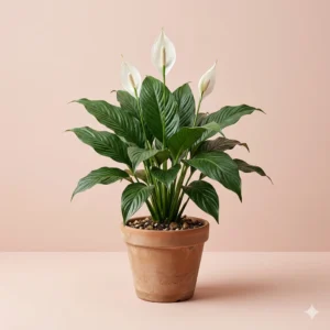 Peace lily indoor flowering plant with white flowers in pot – Gayatri Nursery