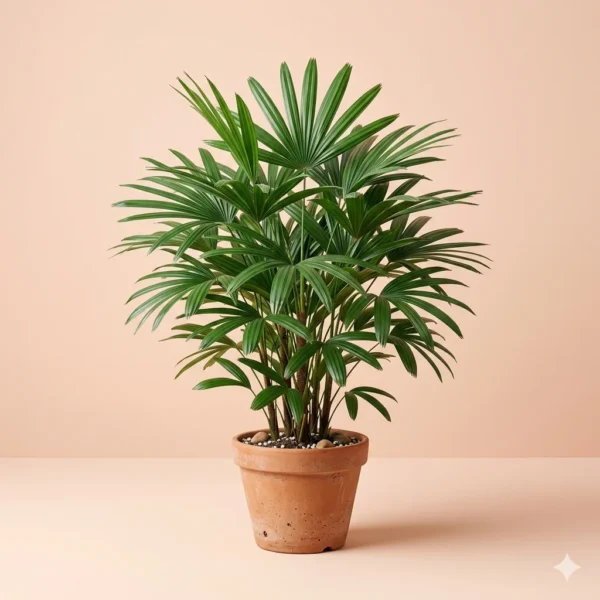 Rhapis palm lady palm indoor plant with fan shaped leaves – Gayatri Nursery
