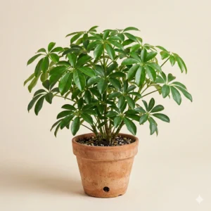 Schefflera umbrella indoor plant with glossy green leaves – Gayatri Nursery