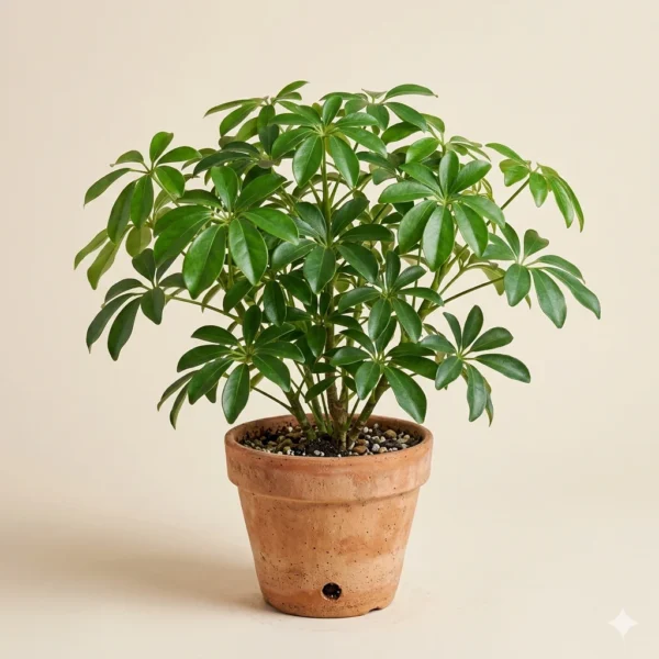 Schefflera umbrella indoor plant with glossy green leaves – Gayatri Nursery