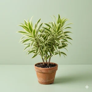 Song of India dracaena reflexa indoor ornamental plant in pot – Gayatri Nursery
