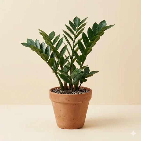 Zamioculcas ZZ indoor plant with glossy green leaves – Gayatri Nursery
